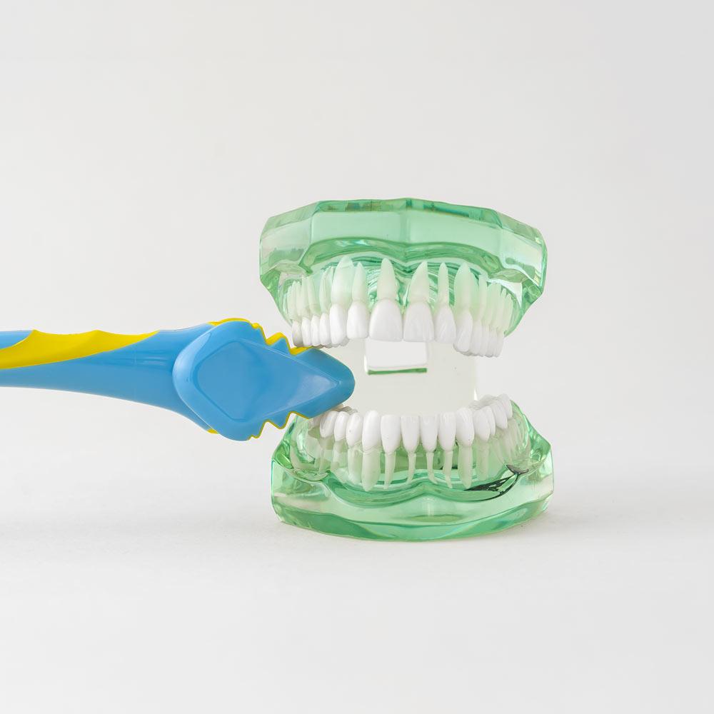 Brush and Bite Toothbrush - Image 4